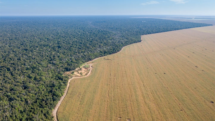 Deforestation rates in the Amazon reached a 12-year high in 2020, according to the Brazilian space agency
